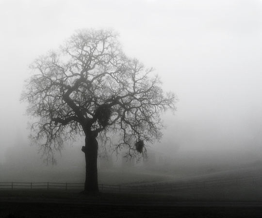 Oak Tree in Fog
